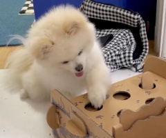 Tea Cup Pomeranian Puppy – Free for Adoption