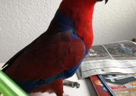 Eclectus Parrot for Free Adoption – Meet Cordelia - 2/2