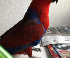 Eclectus Parrot for Free Adoption – Meet Cordelia