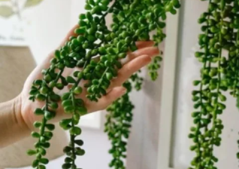 Artificial Hanging Plant – Brand New in Packaging - 3/4