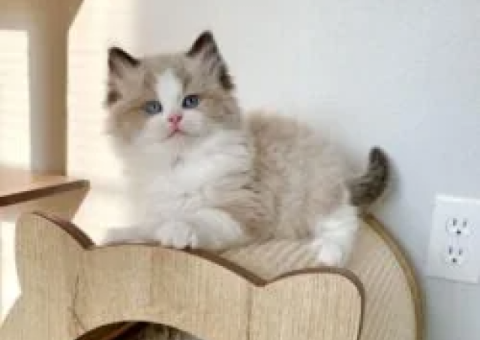 Latifa from Pumpkin’s Litter Now Available for Adoption