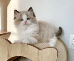 Latifa from Pumpkin’s Litter Now Available for Adoption