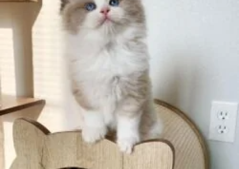 Latifa from Pumpkin’s Litter Now Available for Adoption - 2/2