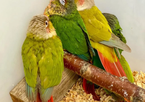Hand-Tamed Green Cheek Conure Available for Adoption