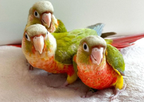 Hand-Tamed Green Cheek Conure Available for Adoption - 2/2