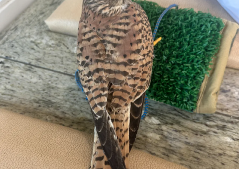 Well-Trained Female Peregrine Falcon for Sale – Falconry License Required