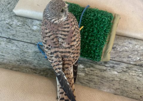 Well-Trained Female Peregrine Falcon for Sale – Falconry License Required - 2/2