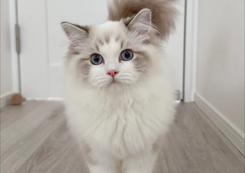 Healthy Female Ragdoll Cat Available for Adoption