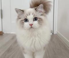 Healthy Female Ragdoll Cat Available for Adoption