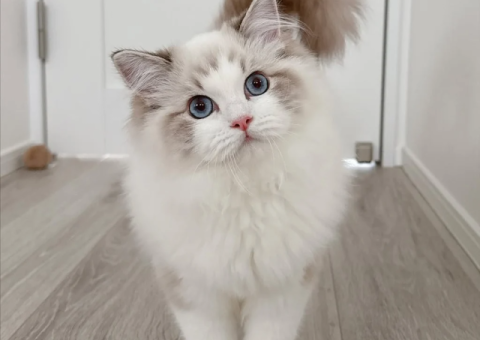 Healthy Female Ragdoll Cat Available for Adoption - 2/2