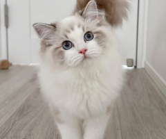 Healthy Female Ragdoll Cat Available for Adoption