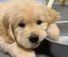 Fully Vetted Golden Retriever Puppy – 15 Weeks Old