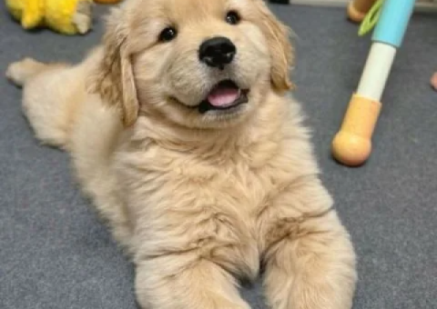 Fully Vetted Golden Retriever Puppy – 15 Weeks Old - 2/2