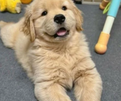 Fully Vetted Golden Retriever Puppy – 15 Weeks Old