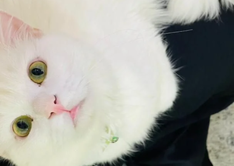 Turkish Angora Kitten – 1 Year Old – Free Adoption - 1/3