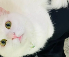 Turkish Angora Kitten – 1 Year Old – Free Adoption