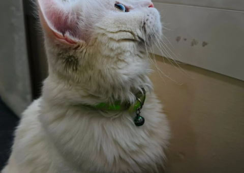 Turkish Angora Kitten – 1 Year Old – Free Adoption - 3/3