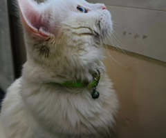Turkish Angora Kitten – 1 Year Old – Free Adoption