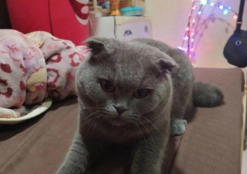 British Shorthair Cat for Adoption